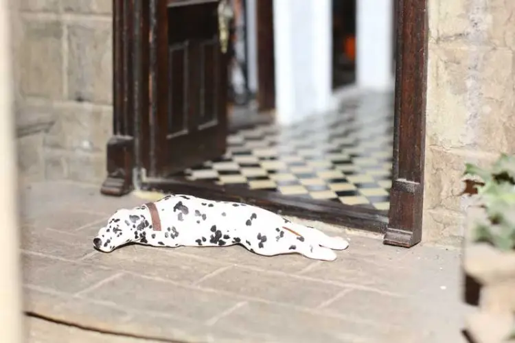 Dalmatian lying in a doorway on a checkered tile floor